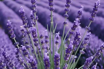 lavender in different languages