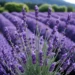 lavender in different languages