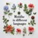 months in different languages