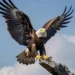 eagle in different languages